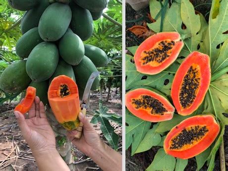 are there papayas in china
